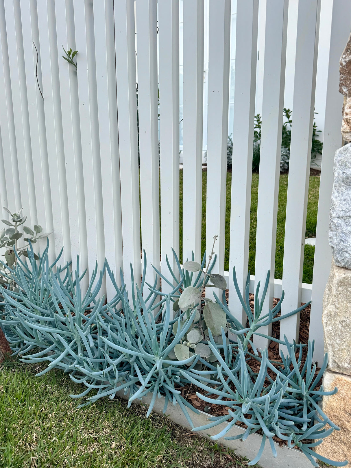 Blue Chalksticks - Senecio mandraliscae - Brisbane Plant Nursery