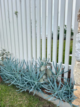 Blue Chalksticks - Senecio mandraliscae - Brisbane Plant Nursery