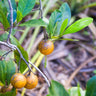 ATRACTOCARPUS fitzalanii Native Gardenia (Randia fitzalanii)