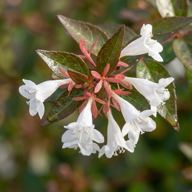 White, bell-shaped flowers with reddish stems and green leaves in sunlight, as seen on Abelia grandiflora 'Glossy Abelia'—a popular flowering shrub.