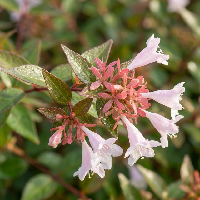 Abelia grandiflora dwarf features pink and white tubular flowers, evergreen foliage, and green leaves on a compact shrub, photographed in natural outdoor light.