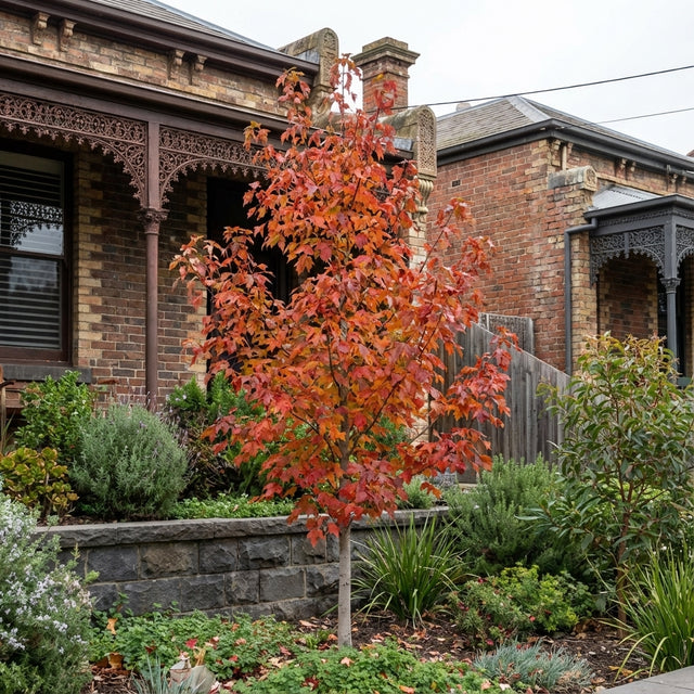 An Acer negundo ‘Sensation’ with vibrant red autumn leaves adds striking seasonal colour to a garden, beautifully enhancing the space in front of a brick house with veranda.