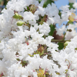 Acoma Crepe Myrtle