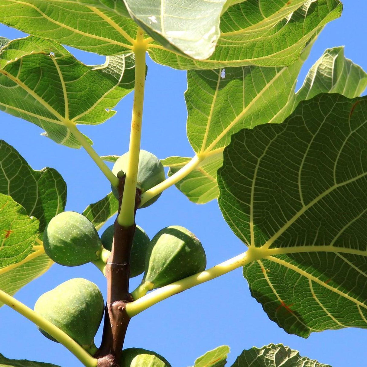 Adam Fig Tree - Ficus carica 'Adam'-Deciduous,Fruiting,Full Sun,Low Water,Moderate Growing,Outdoor,Tree-Nursery Near Me