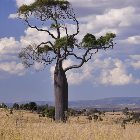 An impressive Adansonia gregorii (Boab Tree) - Ex ground stands tall and solitary in a grassy savanna beneath a partly cloudy sky, instantly transforming the landscape with its striking presence.