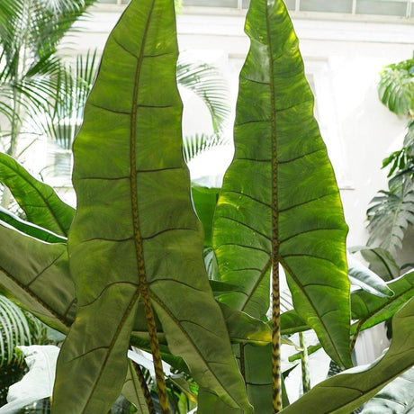 African Mask Plant - Alocasia × amazonica-Evergreen,Indoor,Moderate Growing,Moderate Water,Ornamental,Partial Shade,Tropical-Nursery Near Me