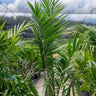 African Oil Palm