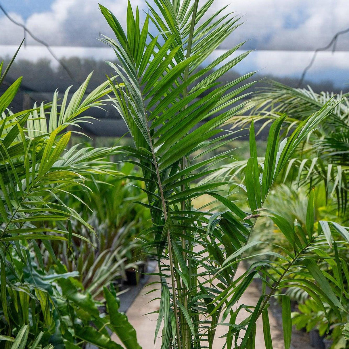 african palm tree plant African Oil Palm - Elaeis guineensis