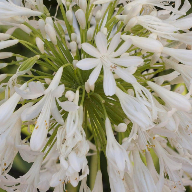 Africanus White Agapanthus - Agapanthus 'Africanus White'-Deciduous,Flowering,Full Sun,Moderate Growing,Moderate Water,Ornamental,Outdoor-Nursery Near Me