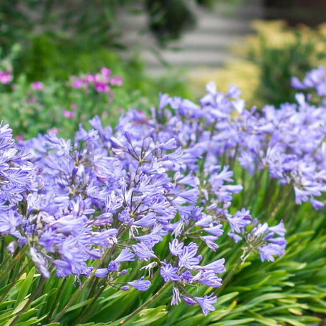 Agapanthus Baby Pete - Agapanthus praecox-Evergreen,Flowering,Full Sun,Moderate Growing,Moderate Water,Ornamental,Outdoor-Nursery Near Me