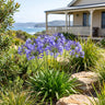 Agapanthus ‘Blue’