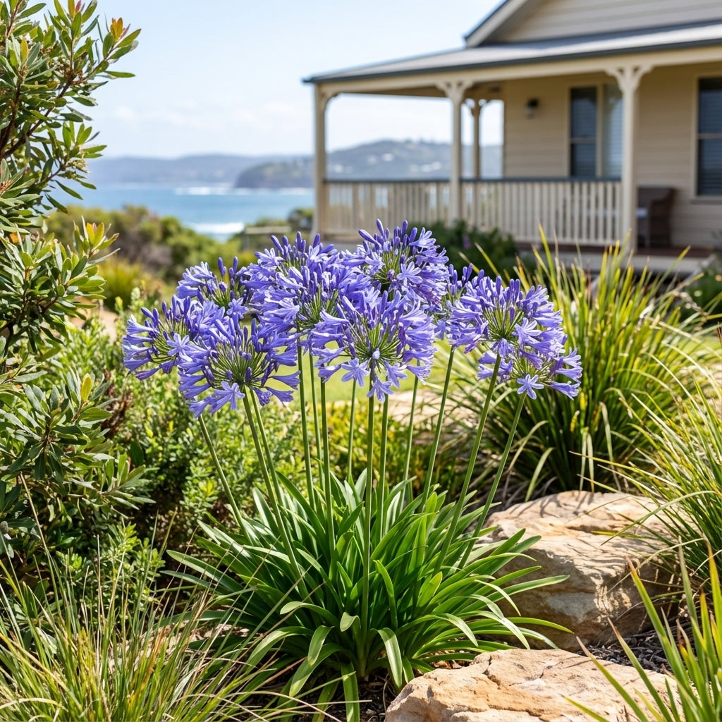 Agapanthus ‘Blue’ (Agapanthus africanus), a hardy perennial with striking blue flowers, blooms in the garden before a house with a porch and the ocean in the background.