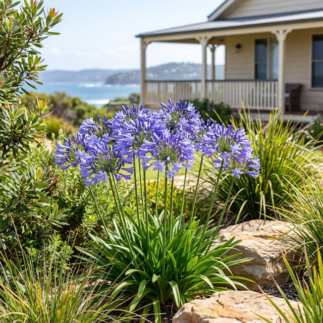 Agapanthus ‘Blue’ (Agapanthus africanus), a hardy perennial with striking blue flowers, blooms in the garden before a house with a porch and the ocean in the background.