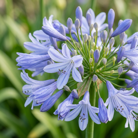 Close-up of Agapanthus ‘Cool Steel’ (Agapanthus africanus hybrid) in bloom, featuring silvery-blue petals against lush greenery—a striking, easy-care perennial perfect for any garden.