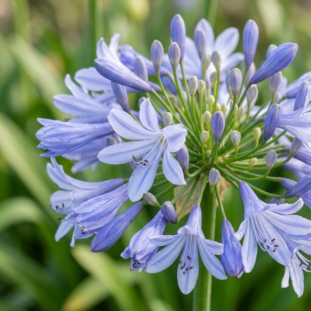 Close-up of Agapanthus ‘Cool Steel’ (Agapanthus africanus hybrid) in bloom, featuring silvery-blue petals against lush greenery—a striking, easy-care perennial perfect for any garden.