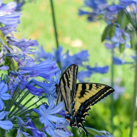 Agapanthus Peter Pan - Agapanthus hybrida-Evergreen,Flowering,Full Sun,Moderate Growing,Moderate Water,Ornamental,Outdoor-Nursery Near Me