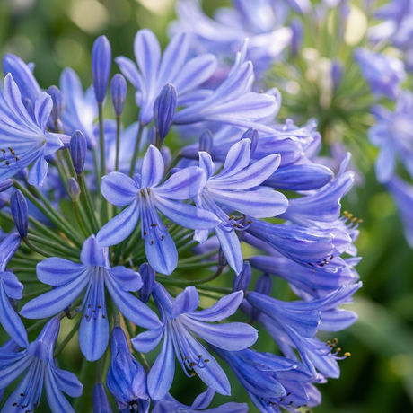 Close-up of Agapanthus Peter Pan - Agapanthus hybrida, a compact variety with vivid purple-blue blooms and lush green foliage in the background.