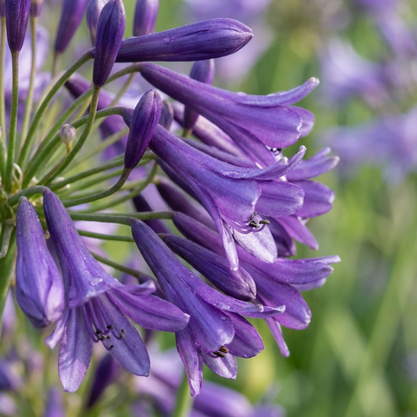 Close-up of Agapanthus Sugar Plum, a hardy perennial, displaying vibrant purple flowers with water droplets on the petals against a soft, green background.
