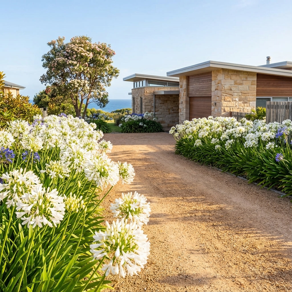 A gravel driveway edged with Agapanthus White—a low-maintenance perennial—leads to a modern stone house near the ocean.