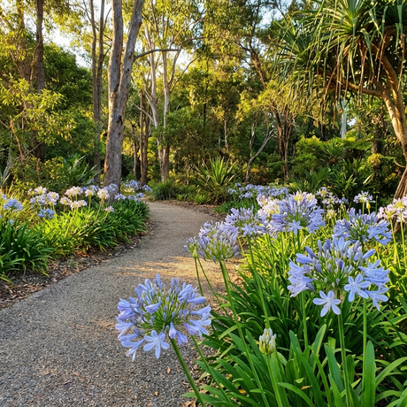 A winding garden path lined with Agapanthus ‘Baby Blue’ (Agapanthus africanus), a compact blue-flowering perennial, surrounded by lush green trees and plants.