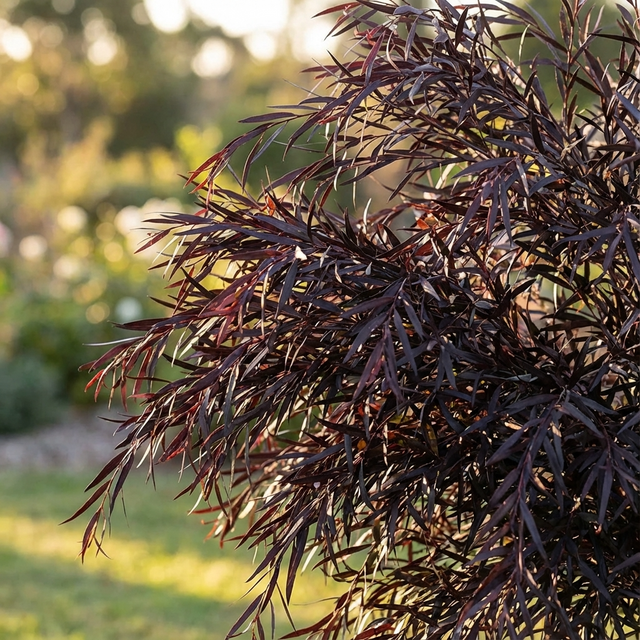 Close-up of Agonis flexuosa ‘Afterdark’ (Agonis flexuosa), showcasing its narrow, burgundy-black foliage in a sunlit garden setting.