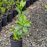 Aimee Yoshiba Fragrant Gardenia - Gardenia augusta 'Aimee Yoshiba'-Evergreen,Flowering,Moderate Growing,Moderate Water,Outdoor,Partial Shade,Shrub-Nursery Near Me