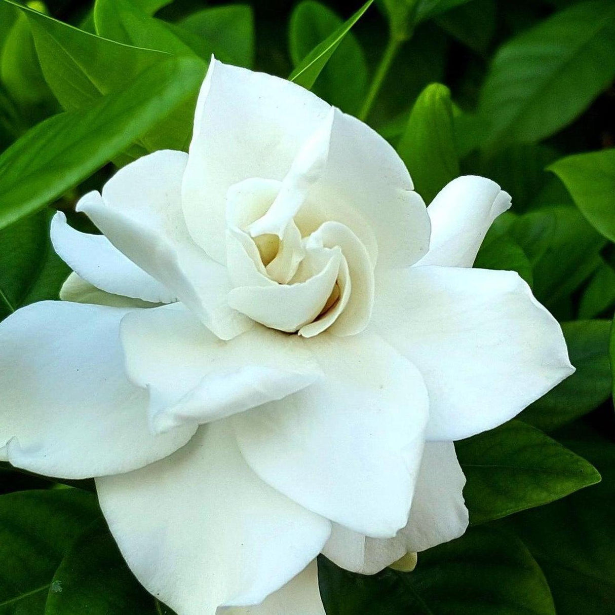 Aimee Yoshiba Fragrant Gardenia - Gardenia augusta 'Aimee Yoshiba'-Evergreen,Flowering,Moderate Growing,Moderate Water,Outdoor,Partial Shade,Shrub-Nursery Near Me