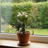 Air Plant