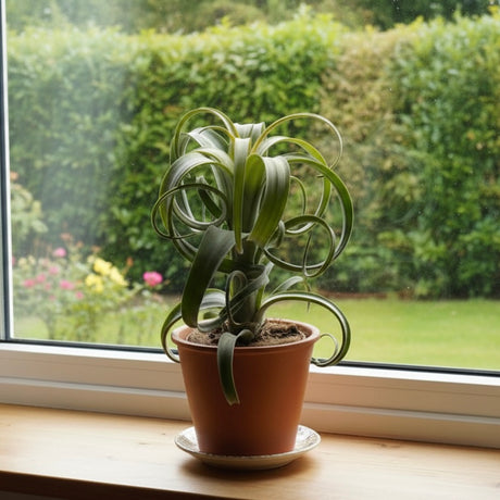 The Air Plant - Tillandsia ‘Curly Slim’ is a curly-leaved, low-maintenance plant, perfect for a windowsill with views of your garden.