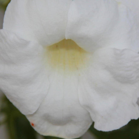 Alba Bower Vine - Pandorea jasminoides 'Alba'-Climber,Evergreen,Flowering,Full Sun,Moderate Growing,Moderate Water,Outdoor-Nursery Near Me