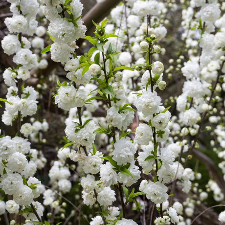 Alboplena Peach - Prunus persica 'Alboplena'-Deciduous,Full Sun,Moderate Growing,Moderate Water,Outdoor,Tree-Nursery Near Me