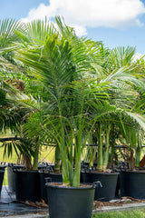 Alexander Palm - Archontophoenix alexandrae-Evergreen,Fast Growing,Full Sun,Moderate Water,Outdoor,Palm,Tropical-Nursery Near Me