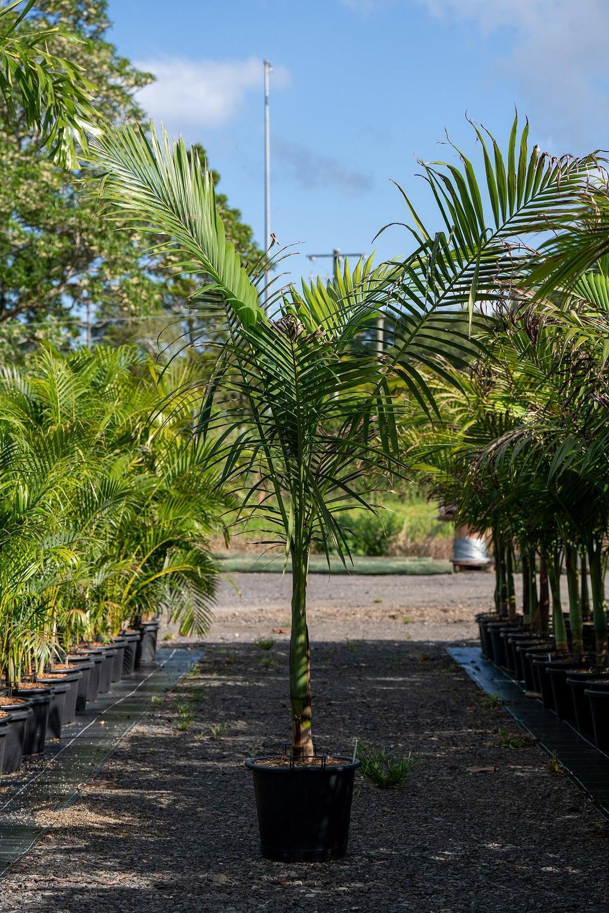 Alexander Palm - Archontophoenix alexandrae-Evergreen,Fast Growing,Full Sun,Moderate Water,Outdoor,Palm,Tropical-Nursery Near Me