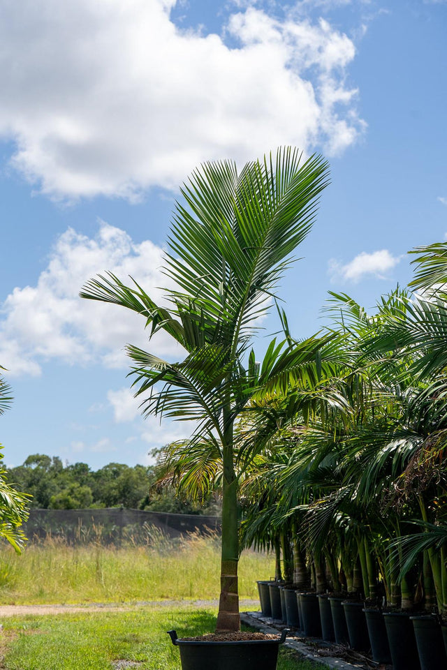 Alexander Palm - Archontophoenix alexandrae-Evergreen,Fast Growing,Full Sun,Moderate Water,Outdoor,Palm,Tropical-Nursery Near Me