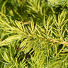All Gold Juniper
