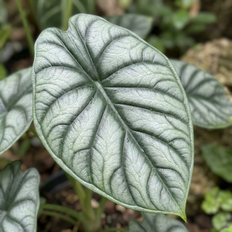 Close-up of an Alocasia ‘Silver Dragon’ (Alocasia baginda) leaf, featuring silver-green tones, bold dark veins, and a heart-shaped form—an eye-catching collector’s indoor plant.