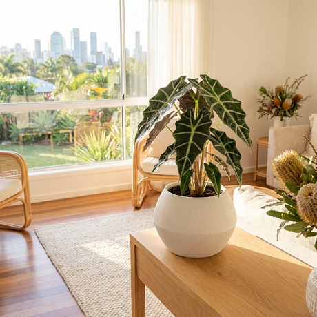 A sunlit living room features the compact Alocasia amazonica 'dwarf' on a wooden table, with a city skyline visible through the window.
