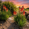 Aloe Mighty Sunset