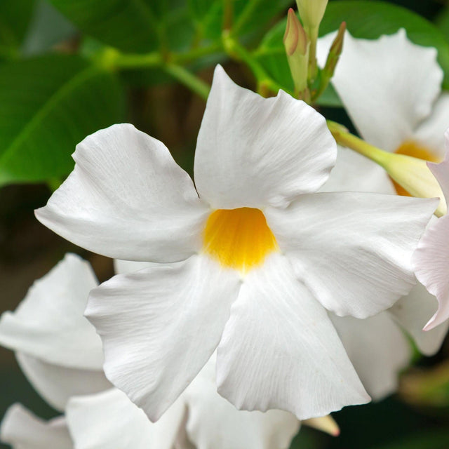 Aloha White Mandevilla - Mandevilla 'Aloha White'-Climber,Evergreen,Fast Growing,Flowering,Full Sun,Moderate Water,Outdoor-Nursery Near Me