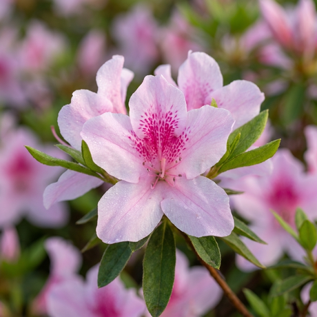 The Alphonse Anderson Azalea (Azalea indica 'Alphonse Anderson') features light pink flowers with dark pink centers and green foliage. This shade-tolerant evergreen brings vibrant color to your garden when blooming outdoors.