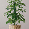 Alpine Junior Umbrella Tree