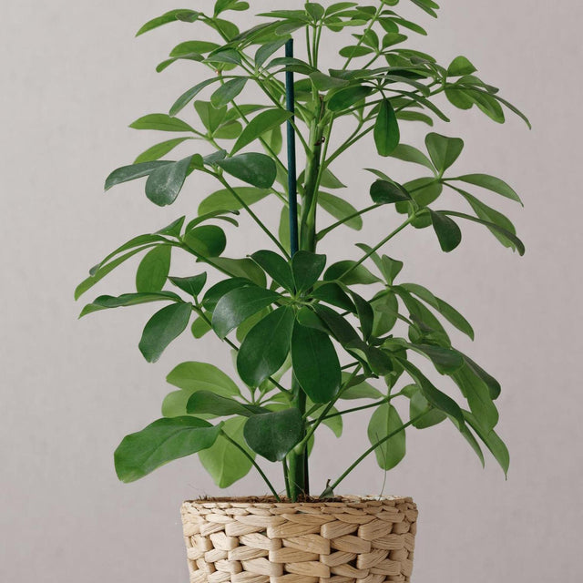 Alpine Junior Umbrella Tree - Schefflera arboricola 'Alpine Junior'-Evergreen,Indoor,Moderate Growing,Moderate Water,Partial Shade,Tree,Tropical-Nursery Near Me