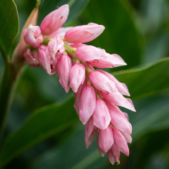 Cluster of pink ginger flower buds with green leaves featuring Alpinia henryi 'Pink Perfection'—a striking tropical garden plant.