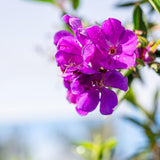 Close-up of vivid purple blooms and green leaves from the Alstonville Tibouchina (Tibouchina lepidota 'Alstonville'), an evergreen tree, shown in bright sunlight with a softly blurred background.