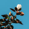Alta Southern Magnolia