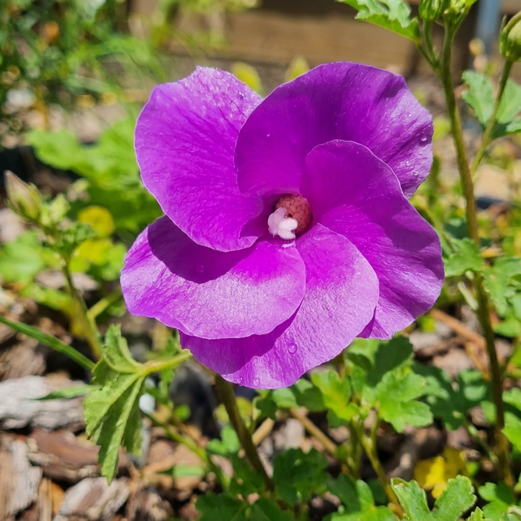 Alyogyne ‘Southern Gem’ (Alyogyne huegelii hybrid) is an Australian native shrub featuring vibrant purple flowers and green leaves, thriving outdoors in sunlight.