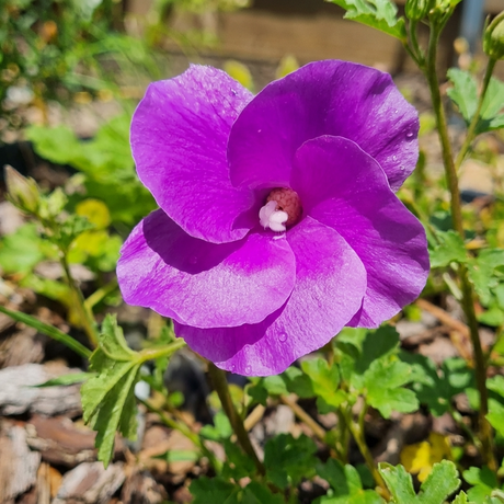 Alyogyne ‘Southern Gem’ (Alyogyne huegelii hybrid) is an Australian native shrub featuring vibrant purple flowers and green leaves, thriving outdoors in sunlight.