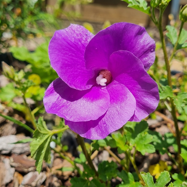 Alyogyne ‘Southern Gem’ (Alyogyne huegelii hybrid) is an Australian native shrub featuring vibrant purple flowers and green leaves, thriving outdoors in sunlight.