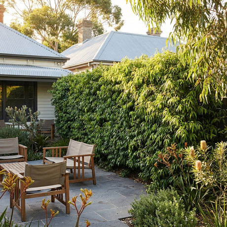 A sunny backyard patio with wooden chairs, lush greenery, and a privacy hedge of Amaroo Weeping Lilly Pilly - Waterhousea floribunda ‘Amaroo’, an attractive Australian native plant, beside the house.