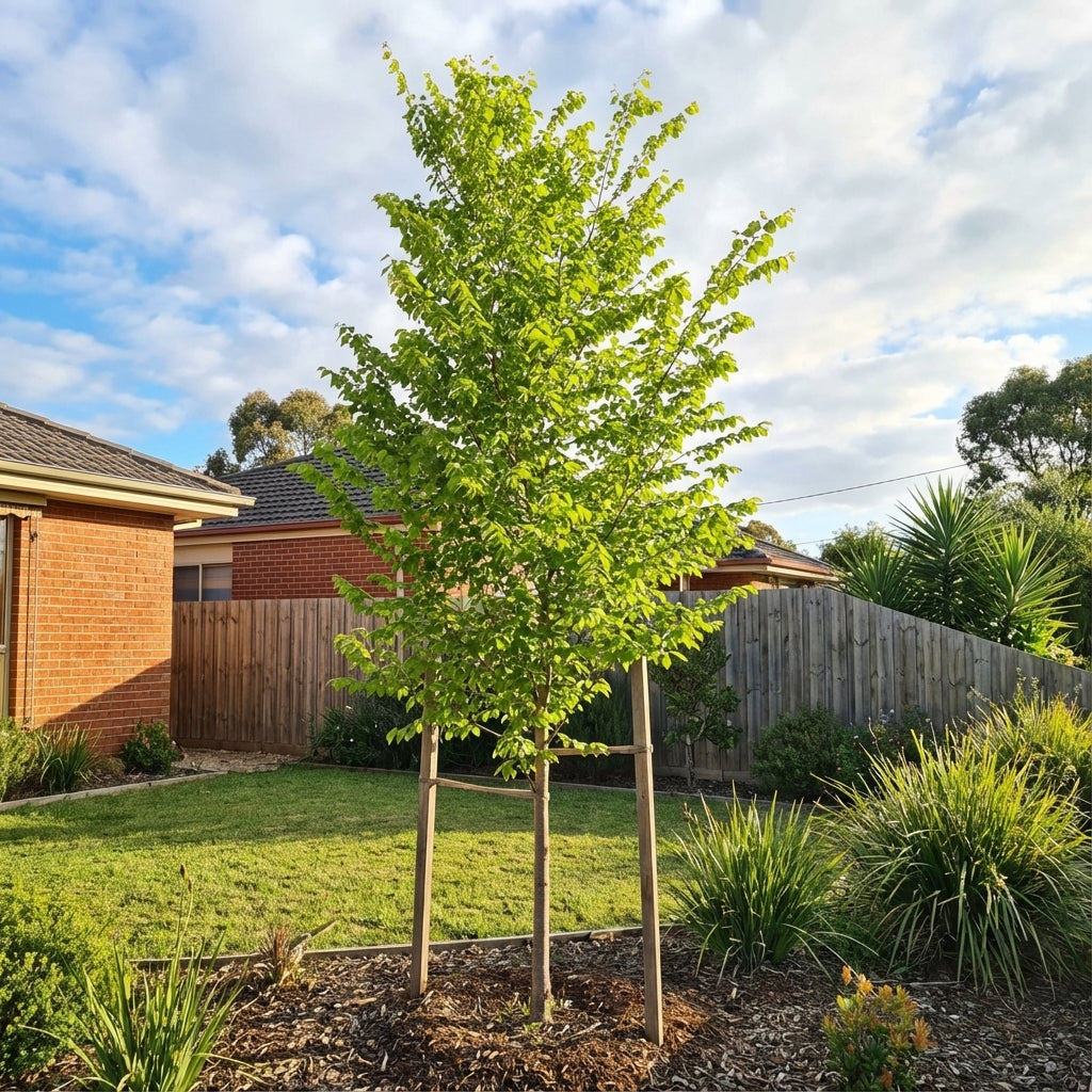 An American Elm (Ulmus americana), a classic deciduous shade tree with green leaves, is supported by stakes in a suburban backyard garden.